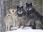 Timber Wolves of Canada