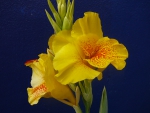 Canna Lillies
