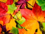 Autumn Leaves