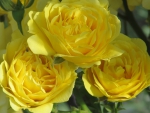 Lemon Roses