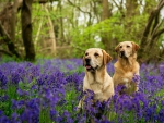 labradors