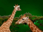 giraffes