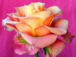 Peach of Pink Rose