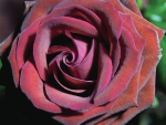 Burgundy Rose