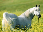 BEAUTY ARABIAN HORSE