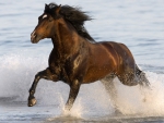 HORSE GALLOPING TO THE BEACH