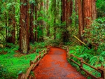 Muir Woods Walkway