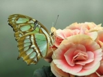 Butterfly on Roses