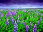 LUPINUS FIELDS from ICELAND