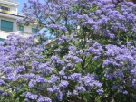 Beautiful jacaranda tree