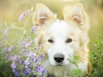 DOG WITH PURPLE FLOWERS