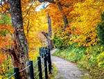 AUTUMN FOREST PATH