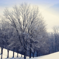 Winter Touches The Trees