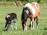 MOTHER AND FOAL