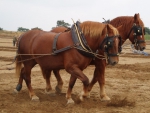 DRAFT HORSES