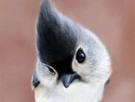 Cute Bird