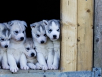 Husky Puppies