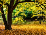 Yellow Autumn Scenery