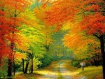 Autumn Colors Road