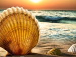 Sea shells