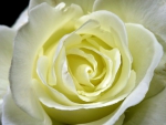 White Rose Closeup