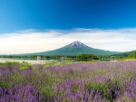 Lavender in front of the Fuji-san