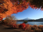 Autumn in the Fuji-san