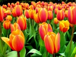 TULIPS