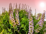 LUPIN FLOWERS