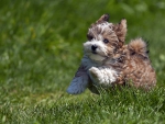 Havanese puppy