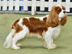 spaniel