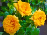 Yellow roses