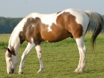 PAINT HORSE