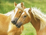 PALOMINO HORSES