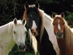 HORSES