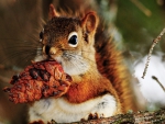 Cute Little Squirrel