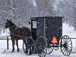 Amish buggy in snow