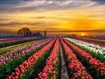 Beautiful tulip field