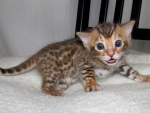 Bengal kitten.