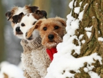 Winter dogs