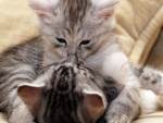 Kitty Kiss
