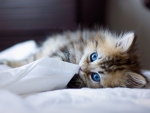 Kitty with blue eyes