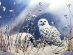 On the North Wind - Snowy Owl