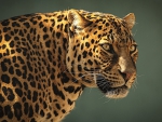 leopard