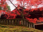 Autumn in Shinto Shrine