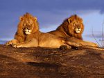 african lions