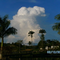 Entre Palmeiras Imperiais Cumulos Nimpos se eleva ao ceu