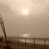 Sepia sun
