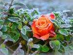 Frozen rose