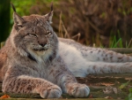 lynx